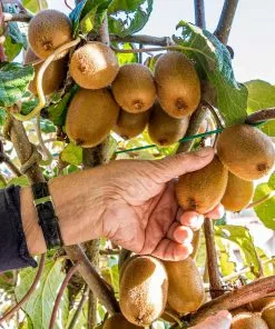Fast Growing Trees See All Fruit Trees Fuzzy Kiwi 11 Fast Growing Trees See All Fruit Trees Fuzzy Kiwi