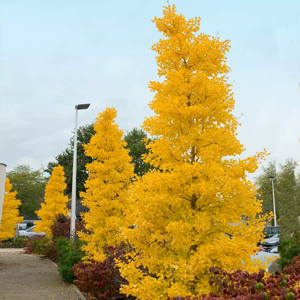 Fast Growing Trees Goldspire™ Ginkgo Tree Ginkgo Trees 4 Fast Growing Trees Goldspire™ Ginkgo Tree Ginkgo Trees