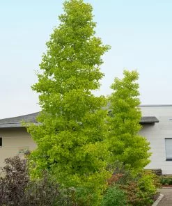 Fast Growing Trees Goldspire™ Ginkgo Tree Ginkgo Trees 9 Fast Growing Trees Goldspire™ Ginkgo Tree Ginkgo Trees