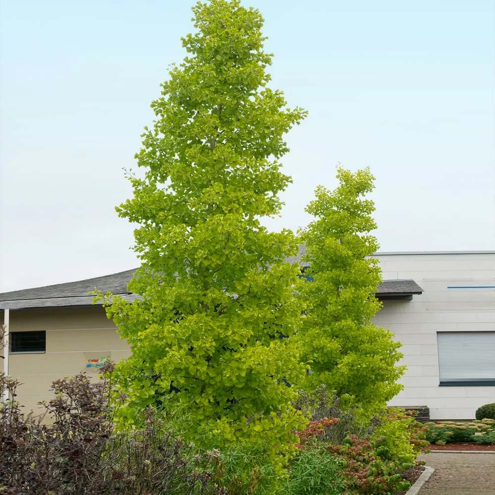 Fast Growing Trees Goldspire™ Ginkgo Tree Ginkgo Trees 5 Fast Growing Trees Goldspire™ Ginkgo Tree Ginkgo Trees