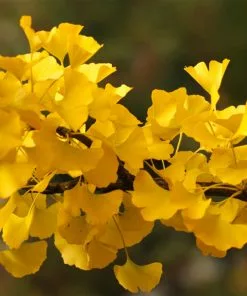 Fast Growing Trees Goldspire™ Ginkgo Tree Ginkgo Trees 10 Fast Growing Trees Goldspire™ Ginkgo Tree Ginkgo Trees