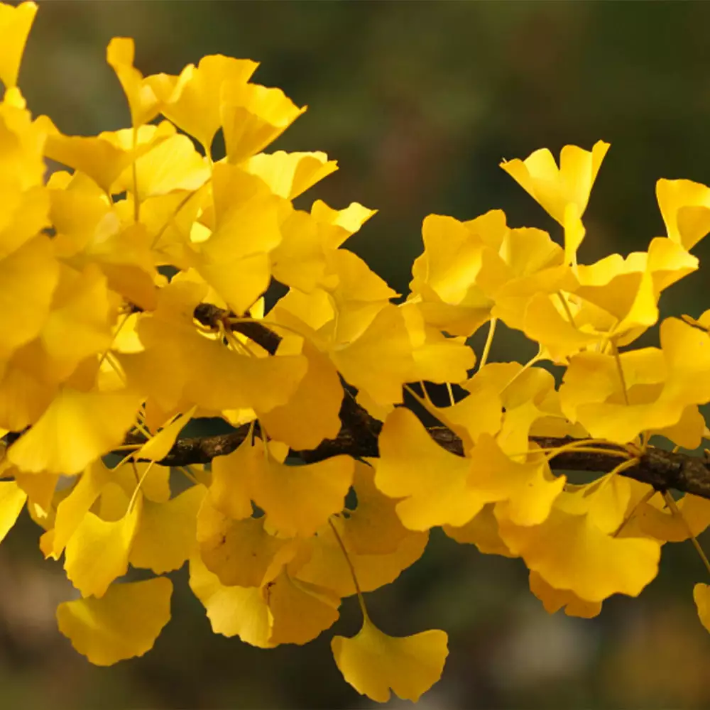 Fast Growing Trees Goldspire™ Ginkgo Tree Ginkgo Trees 6 Fast Growing Trees Goldspire™ Ginkgo Tree Ginkgo Trees