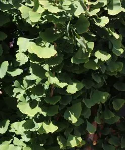 Fast Growing Trees Goldspire™ Ginkgo Tree Ginkgo Trees 11 Fast Growing Trees Goldspire™ Ginkgo Tree Ginkgo Trees