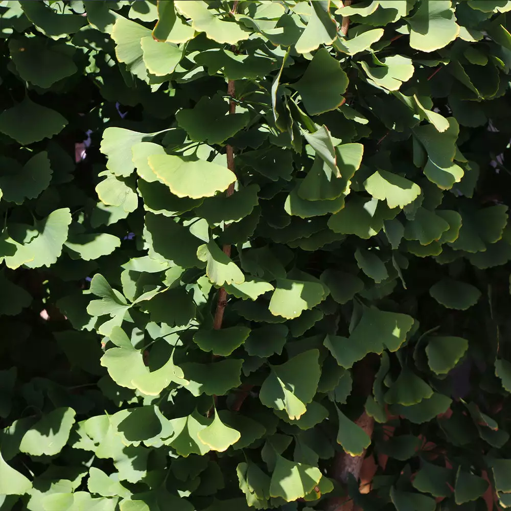 Fast Growing Trees Goldspire™ Ginkgo Tree Ginkgo Trees 7 Fast Growing Trees Goldspire™ Ginkgo Tree Ginkgo Trees