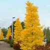 Fast Growing Trees Goldspire™ Ginkgo Tree Ginkgo Trees