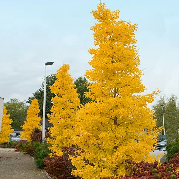 Fast Growing Trees Goldspire™ Ginkgo Tree Ginkgo Trees 3 Fast Growing Trees Goldspire™ Ginkgo Tree Ginkgo Trees