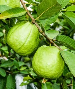 Fast Growing Trees Guava Tree 'Ruby Supreme' See All Fruit Trees 9 Fast Growing Trees Guava Tree 'Ruby Supreme' See All Fruit Trees