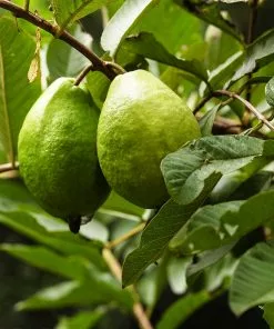 Fast Growing Trees Guava Tree 'Ruby Supreme' See All Fruit Trees 11 Fast Growing Trees Guava Tree 'Ruby Supreme' See All Fruit Trees