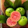 Fast Growing Trees Guava Tree 'Ruby Supreme' See All Fruit Trees 2 Fast Growing Trees Guava Tree 'Ruby Supreme' See All Fruit Trees