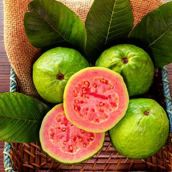 Fast Growing Trees Guava Tree 'Ruby Supreme' See All Fruit Trees 3 Fast Growing Trees Guava Tree 'Ruby Supreme' See All Fruit Trees