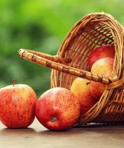 Fast Growing Trees Braeburn & Gala Twisted Apple Tree 10 Fast Growing Trees Braeburn & Gala Twisted Apple Tree