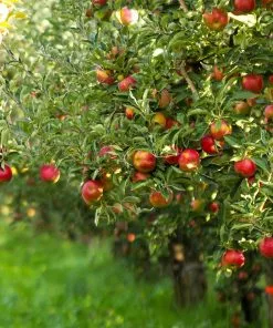 Fast Growing Trees Gala Apple Tree Apple Trees 9 Fast Growing Trees Gala Apple Tree Apple Trees
