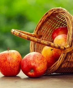 Fast Growing Trees Gala Apple Tree - USDA Organic Apple Trees