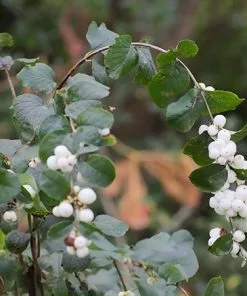 Fast Growing Trees Galaxy™ Snowberry See All Shrubs & Hedges 7 Fast Growing Trees Galaxy™ Snowberry See All Shrubs & Hedges