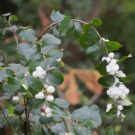 Fast Growing Trees Galaxy™ Snowberry See All Shrubs & Hedges 5 Fast Growing Trees Galaxy™ Snowberry See All Shrubs & Hedges