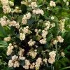 Fast Growing Trees Galaxy™ Snowberry See All Shrubs & Hedges 2 Fast Growing Trees Galaxy™ Snowberry See All Shrubs & Hedges