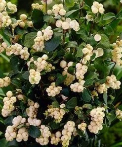 Fast Growing Trees Galaxy™ Snowberry See All Shrubs & Hedges