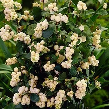 Fast Growing Trees Galaxy™ Snowberry See All Shrubs & Hedges 3 Fast Growing Trees Galaxy™ Snowberry See All Shrubs & Hedges