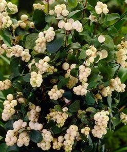 Fast Growing Trees Galaxy™ Snowberry See All Shrubs & Hedges