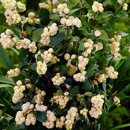Fast Growing Trees Galaxy™ Snowberry See All Shrubs & Hedges 4 Fast Growing Trees Galaxy™ Snowberry See All Shrubs & Hedges
