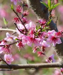 Fast Growing Trees Peach Trees Galaxy Peach Tree 13 Fast Growing Trees Peach Trees Galaxy Peach Tree