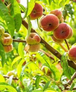 Fast Growing Trees Peach Trees Galaxy Peach Tree 11 Fast Growing Trees Peach Trees Galaxy Peach Tree