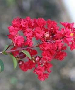 Fast Growing Trees Crape Myrtles Garnet King™ Emerald Empire® Crape Myrtle Tree