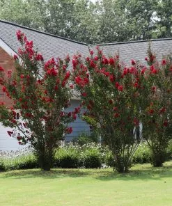Fast Growing Trees Crape Myrtles Garnet King™ Emerald Empire® Crape Myrtle Tree 7 Fast Growing Trees Crape Myrtles Garnet King™ Emerald Empire® Crape Myrtle Tree