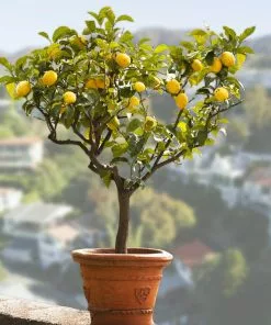 Fast Growing Trees Citrus Trees Genoa (Italian) Lemon Tree