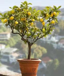 Fast Growing Trees Citrus Trees Genoa (Italian) Lemon Tree