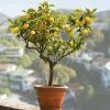 Fast Growing Trees Citrus Trees Genoa (Italian) Lemon Tree 1 Fast Growing Trees Citrus Trees Genoa (Italian) Lemon Tree