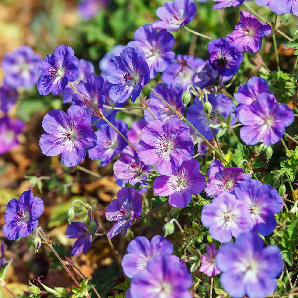 Fast Growing Trees Geranium Rozanne Deer Resistant Plants 6 Fast Growing Trees Geranium Rozanne Deer Resistant Plants