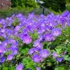 Fast Growing Trees Geranium Rozanne Deer Resistant Plants 2 Fast Growing Trees Geranium Rozanne Deer Resistant Plants