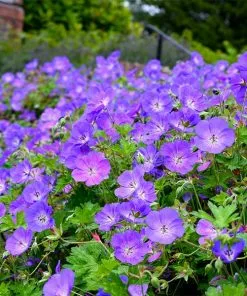 Fast Growing Trees Geranium Rozanne Deer Resistant Plants