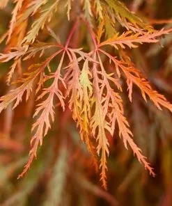 Fast Growing Trees Germaine's Gyration Japanese Maple