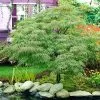 Fast Growing Trees Germaine's Gyration Japanese Maple 1 Fast Growing Trees Germaine's Gyration Japanese Maple