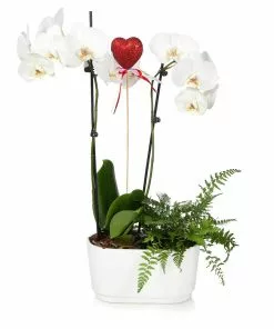 Fast Growing Trees Gianna White Orchid And Fern Gift Plant Gift Plants 6 Fast Growing Trees Gianna White Orchid And Fern Gift Plant Gift Plants