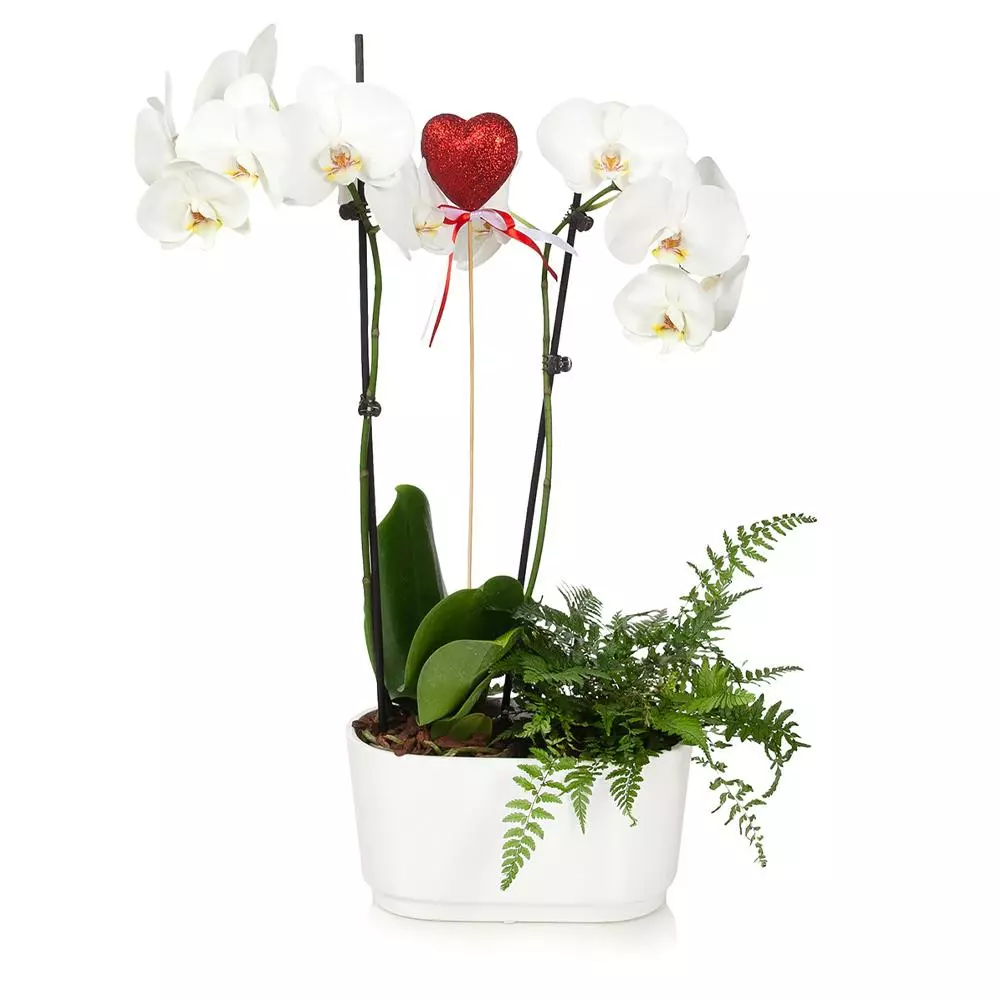 Fast Growing Trees Gianna White Orchid And Fern Gift Plant Gift Plants 4 Fast Growing Trees Gianna White Orchid And Fern Gift Plant Gift Plants