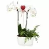 Fast Growing Trees Gianna White Orchid And Fern Gift Plant Gift Plants 2 Fast Growing Trees Gianna White Orchid And Fern Gift Plant Gift Plants