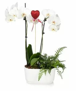 Fast Growing Trees Gianna White Orchid And Fern Gift Plant Gift Plants
