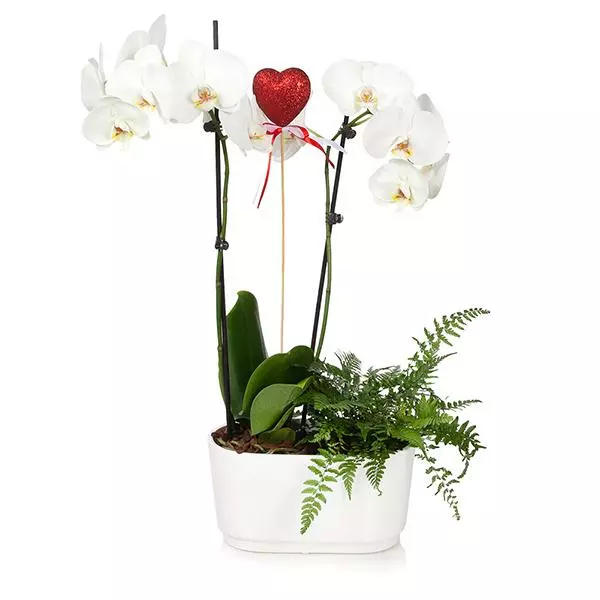 Fast Growing Trees Gianna White Orchid And Fern Gift Plant Gift Plants 3 Fast Growing Trees Gianna White Orchid And Fern Gift Plant Gift Plants