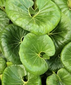 Fast Growing Trees See All Shrubs & Hedges Giant Leopard Plant