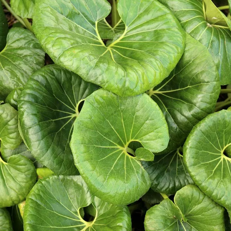 Fast Growing Trees See All Shrubs & Hedges Giant Leopard Plant 3 Fast Growing Trees See All Shrubs & Hedges Giant Leopard Plant