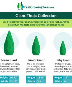 Fast Growing Trees Thuja Green Giant Arborvitae Trees 18 Fast Growing Trees Thuja Green Giant Arborvitae Trees