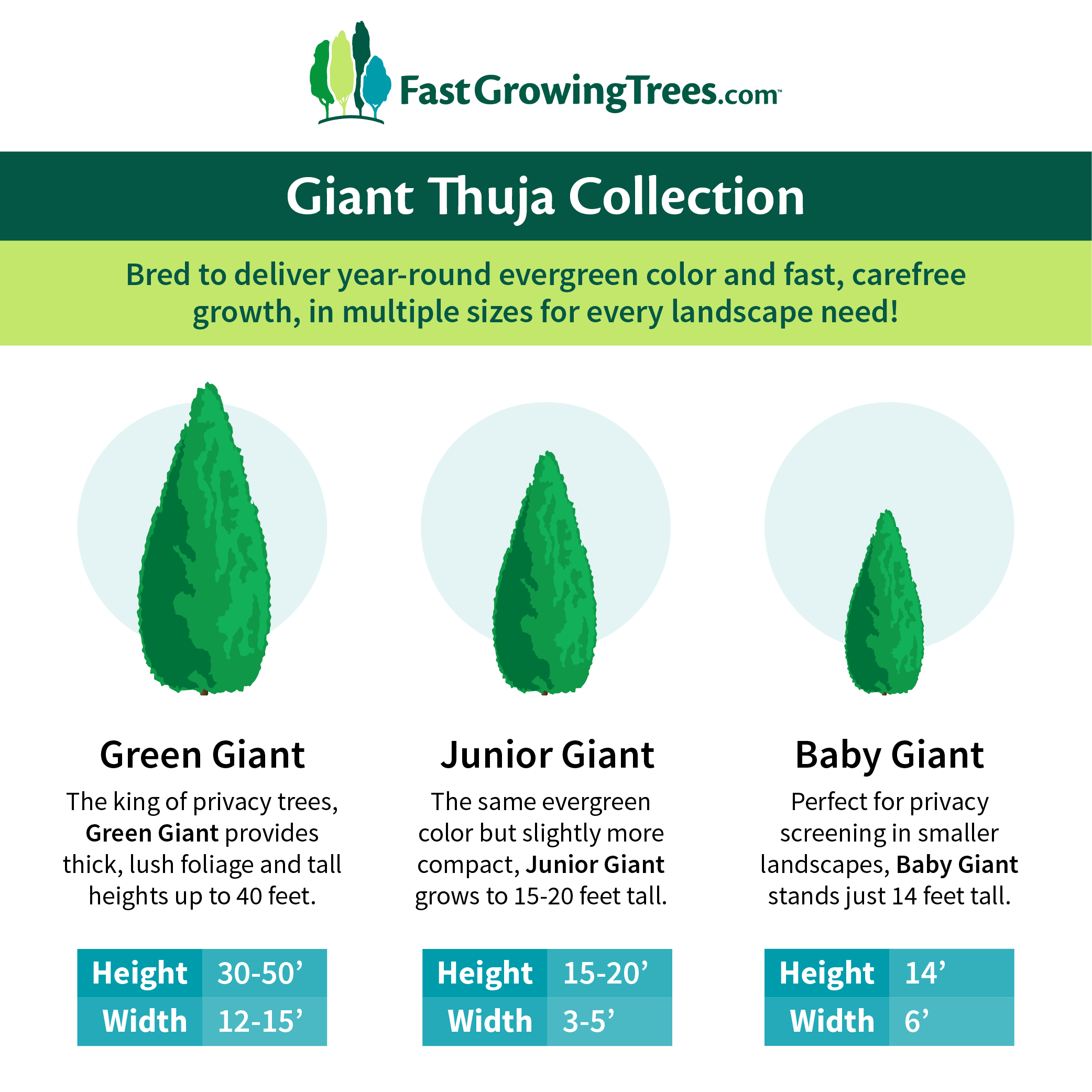 Fast Growing Trees Baby Giant Arborvitae Tree Arborvitae Trees 7 Fast Growing Trees Baby Giant Arborvitae Tree Arborvitae Trees