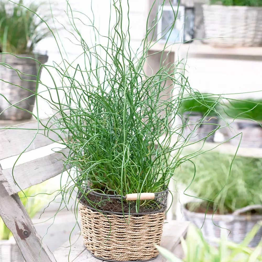 Fast Growing Trees Giant Corkscrew Rush Grass 4 Fast Growing Trees Giant Corkscrew Rush Grass