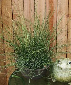 Fast Growing Trees Giant Corkscrew Rush Grass 9 Fast Growing Trees Giant Corkscrew Rush Grass