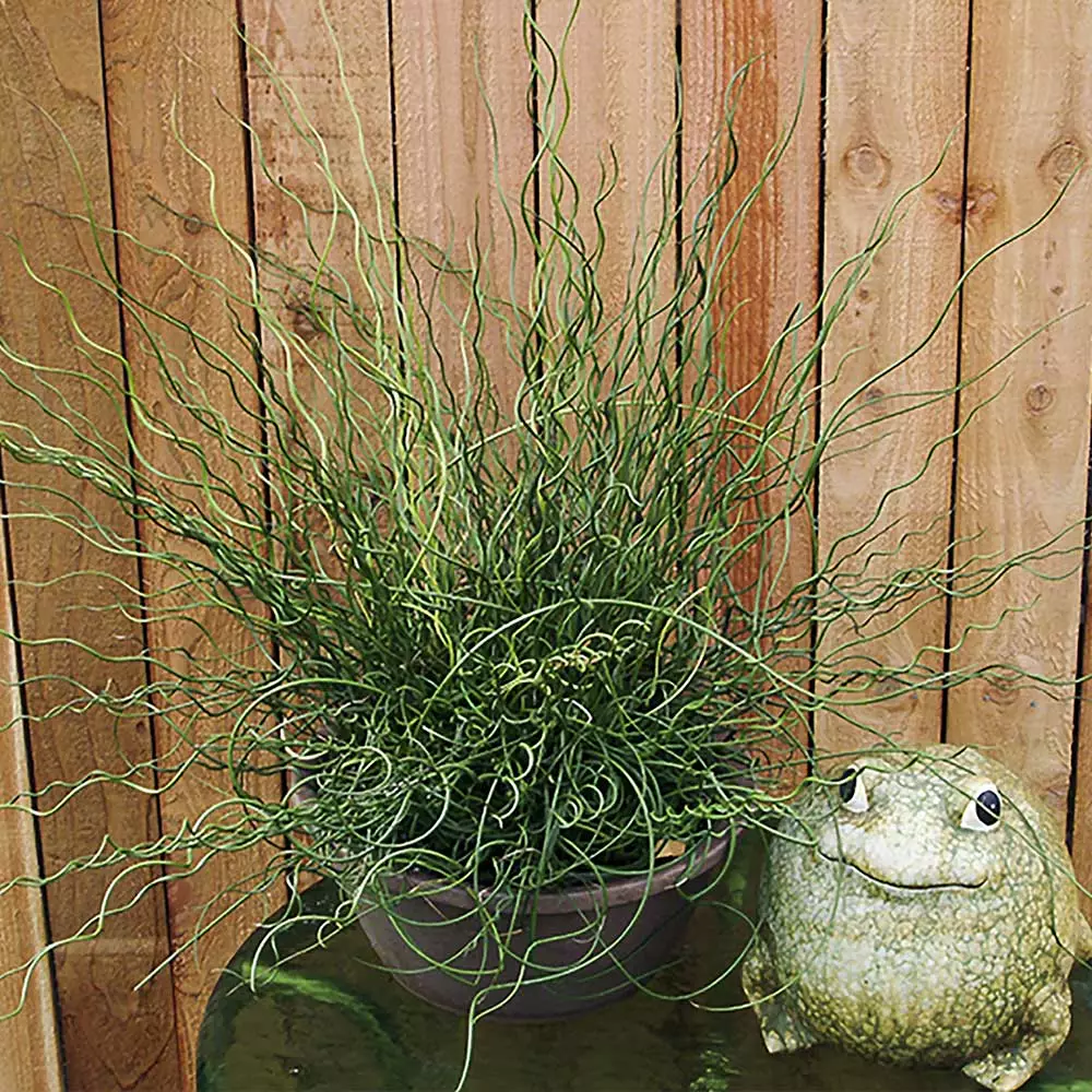 Fast Growing Trees Giant Corkscrew Rush Grass 6 Fast Growing Trees Giant Corkscrew Rush Grass