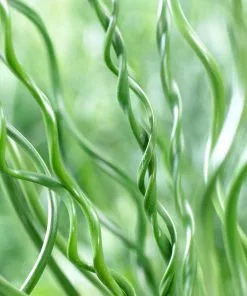 Fast Growing Trees Giant Corkscrew Rush Grass 8 Fast Growing Trees Giant Corkscrew Rush Grass