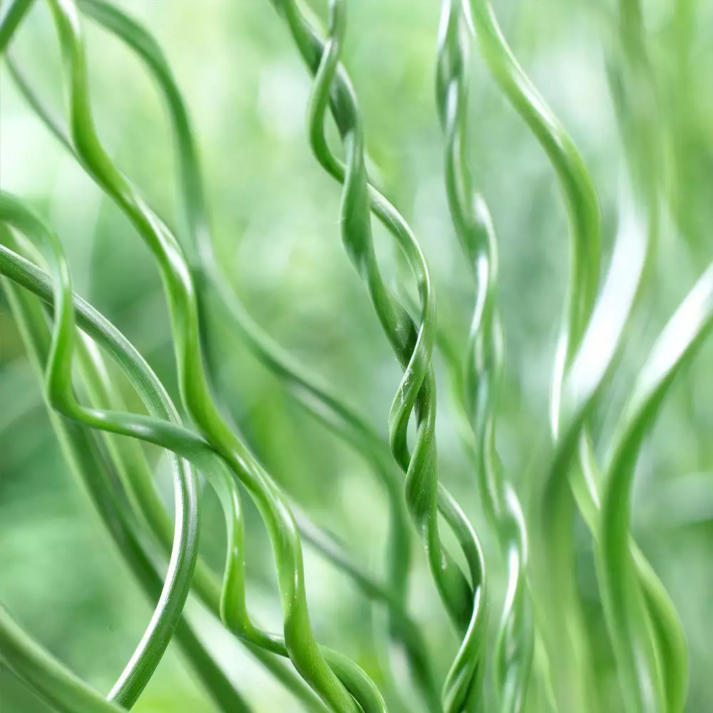 Fast Growing Trees Giant Corkscrew Rush Grass 5 Fast Growing Trees Giant Corkscrew Rush Grass